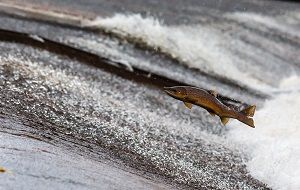 trout-gd945a6621_1280.jpg