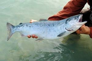 sockeye-gee7fe8fae_1920.jpg